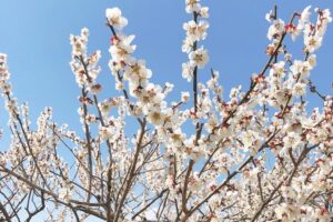 投稿についてもっと詳しく 梅の花