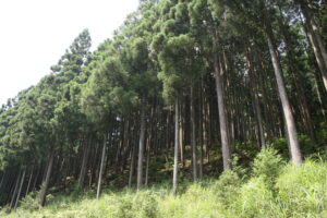 投稿についてもっと詳しく 西川材について