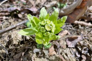 投稿についてもっと詳しく 蕗の薹