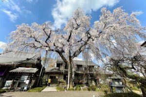 投稿についてもっと詳しく 金仙寺さんに伺いました